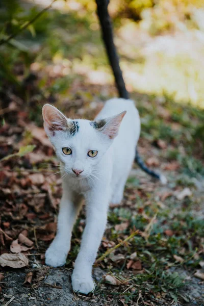 Close Gatinho Branco Fofo Adorável Com Olhos Castanhos Chão Gramado — Fotografia de Stock