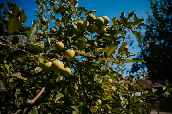 Las Manzanas Dulces Que Crecen Las Ramas Los Árboles Jardín — Foto de Stock