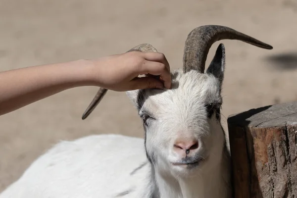 Cabrito Acariciado Cabeça Pela Mão Uma Criança Fecha Olhos Com — Fotografia de Stock