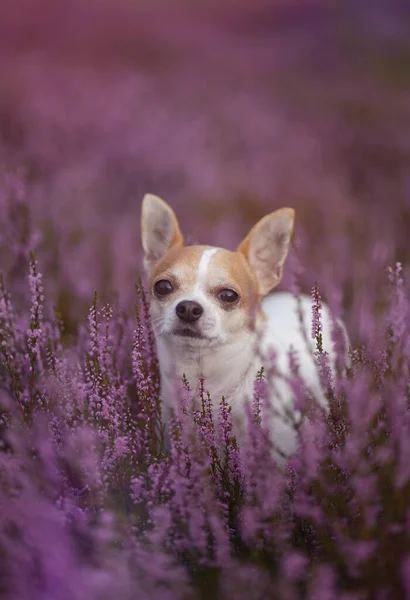 Вертикальный Снимок Милой Маленькой Чихуахуа Среди Фиолетовых Полевых Полевых Цветов — стоковое фото