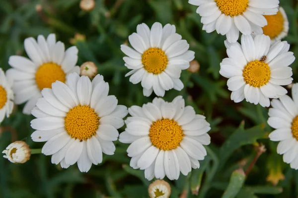 Μια Κορυφαία Θέα Των Ανθισμένων Λευκών Λουλουδιών Χαμομηλιού Στον Αγρό — Φωτογραφία Αρχείου