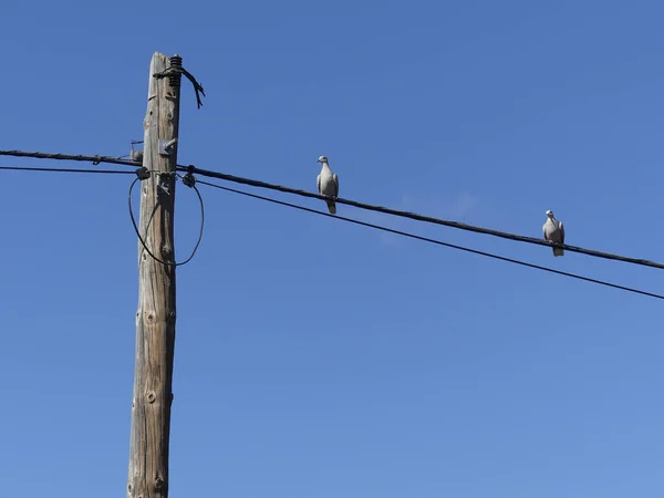 배경에 전력선 비둘기 — 스톡 사진
