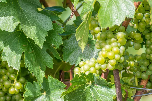 Tiro Close Vaso Verde Uvas Uma Árvore — Fotografia de Stock