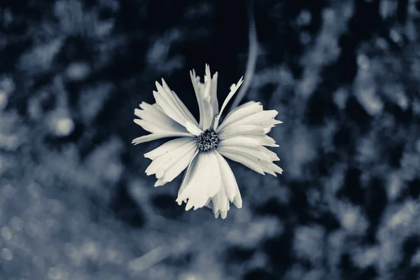 Bahçedeki Bir Kozmos Çiçeğinin Yakın Çekimi — Stok fotoğraf