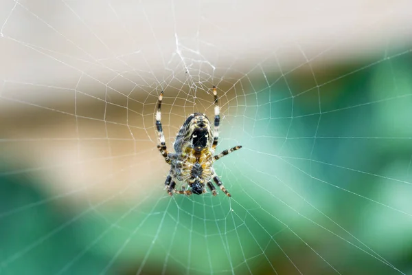 Foco Seletivo Uma Aranha Teia Aranha Contra Fundo Embaçado — Fotografia de Stock