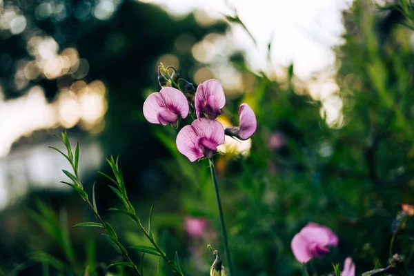 Detailní Záběr Krásné Růžové Orchideje Zahradě — Stock fotografie