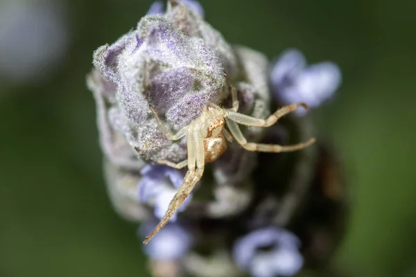 Primer Plano Insecto Sobre Fondo Borroso —  Fotos de Stock