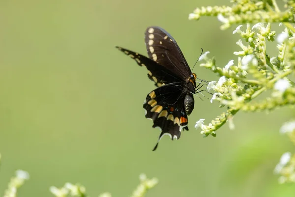 Bir Kelebeğin Makro Görüntüsü Beyaz Bir Çiçekte Yeşil Bir Geçmişi — Stok fotoğraf