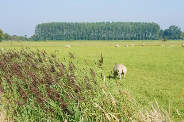 Blick Auf Eine Schöne Grüne Wiese Schilf Grasende Schafe Und — Stockfoto