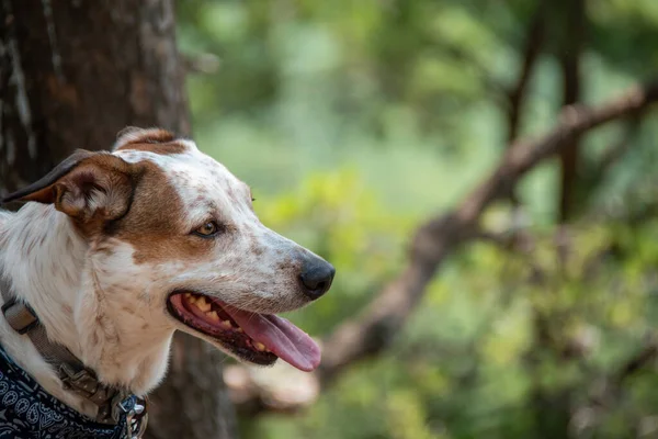 Boczny Portret Pięknego Psa Myśliwskiego Jack Russell Terrier Niebieską Bandaną — Zdjęcie stockowe
