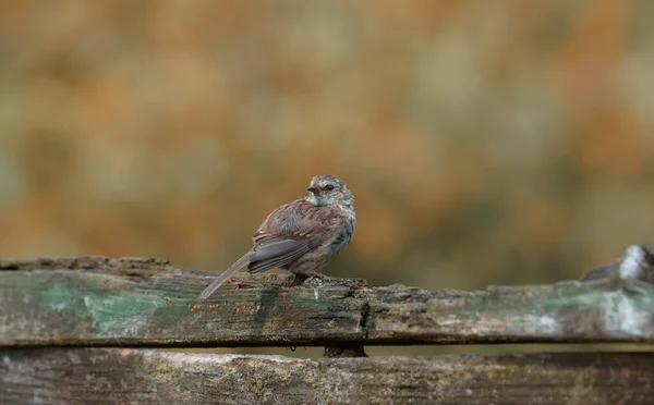 Primer Plano Pájaro Forest Accentor Posado Sobre Una Vieja Superficie — Foto de Stock