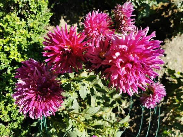 Enfoque Selectivo Flores Rosas Flor Dahlia Jardín Botánico Madrid España — Foto de Stock