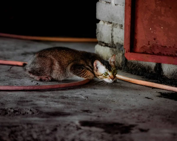 Een Close Shot Van Cute Kitten Een Aanvallende Positie — Stockfoto