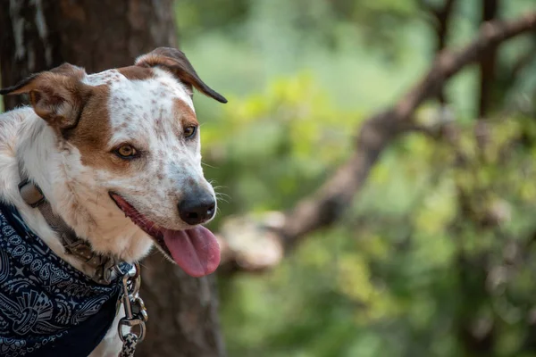 Piękny Pies Myśliwski Jack Russell Terrier Niebieską Bandaną Jako Kołnierzykiem — Zdjęcie stockowe