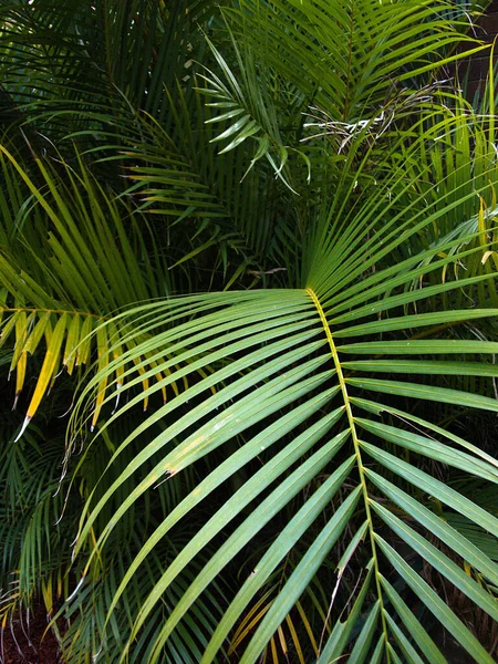 背景に最適なシダ植物の緑の葉 — ストック写真