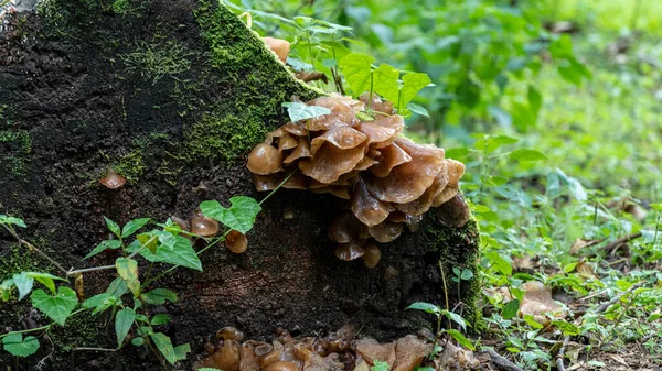 Mushroom Mossy Rock Surface — Stock Photo, Image