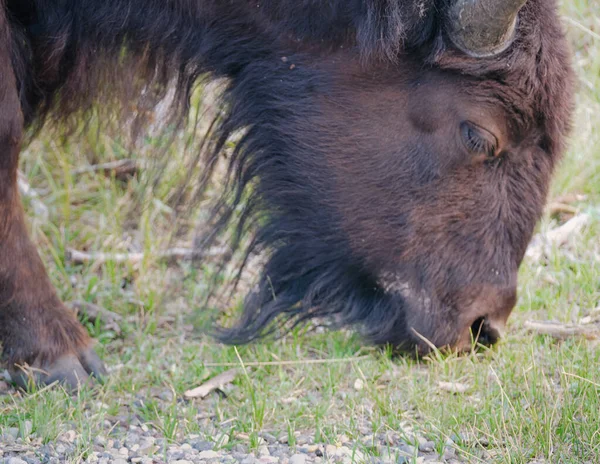 Tiro Perto Bisonte — Fotografia de Stock