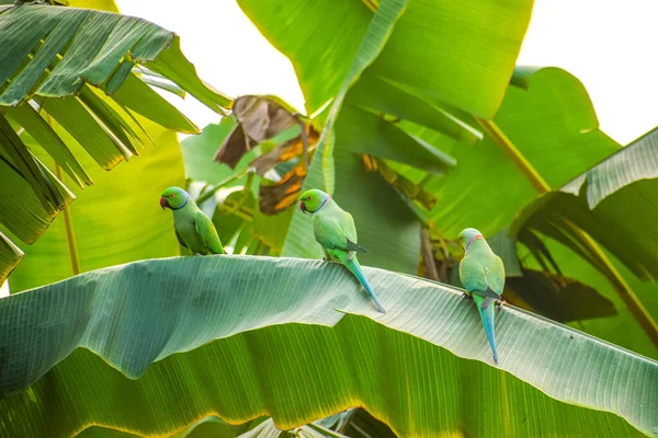 Muz Ağacının Yeşil Yapraklarına Konmuş Yeşil Papağanın Yakın Plan Çekimi — Stok fotoğraf