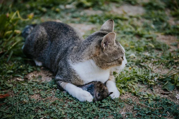 Detailní Záběr Zbloudilé Kočky Ležící Travnaté Zemi Svou Ulovenou Krysou — Stock fotografie