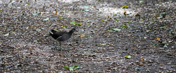 Petit Oiseau Marchant Dans Parc — Photo