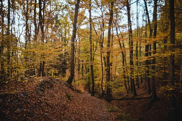 Den Vackra Höstskogen Med Klargula Lövverk — Stockfoto