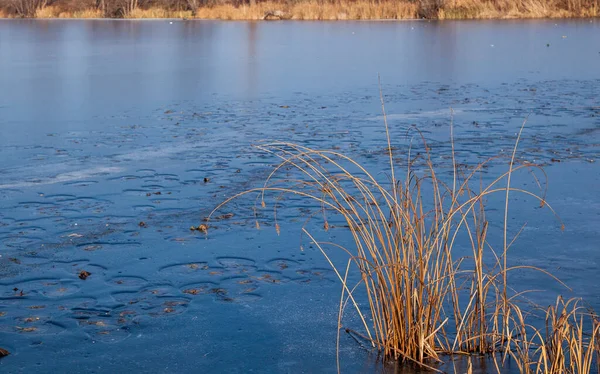 Uma Vista Tranquila Juncos Secos Lago Congelado — Fotografia de Stock