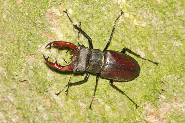 Top View Shot Lucanus Cervus Male Stag Beetle Trunk Sunny — Stock Photo, Image