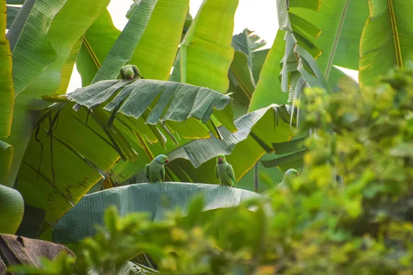 Primer Plano Loros Verdes Posados Sobre Hojas Verdes Plátano — Foto de Stock