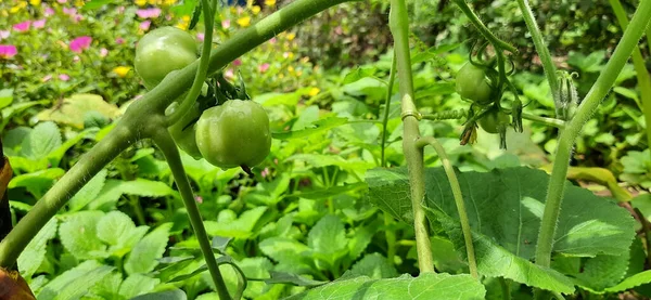 Unripe Green Tomatoes Growing Garden — Stock Photo, Image