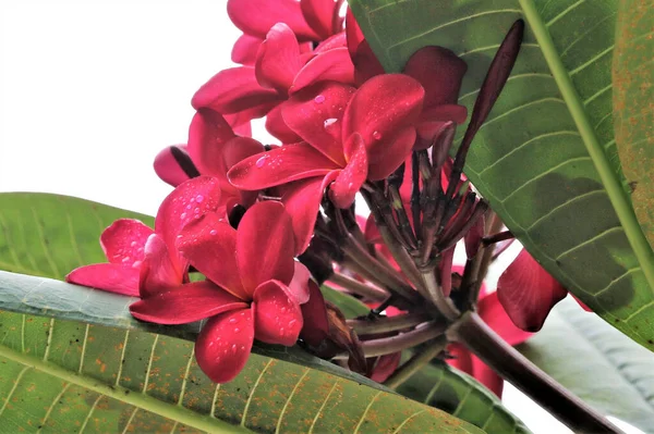 Eine Selektive Fokusaufnahme Eines Zweiges Rosa Adeniumblüten Mit Regentropfen — Stockfoto