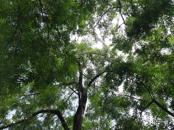 Низькокутний Знімок Дерева Зеленим Листям — стокове фото