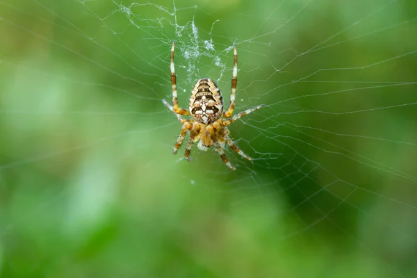 蜘蛛网 蜘蛛网在植物背景上的花园蜘蛛的特写镜头 — 图库照片