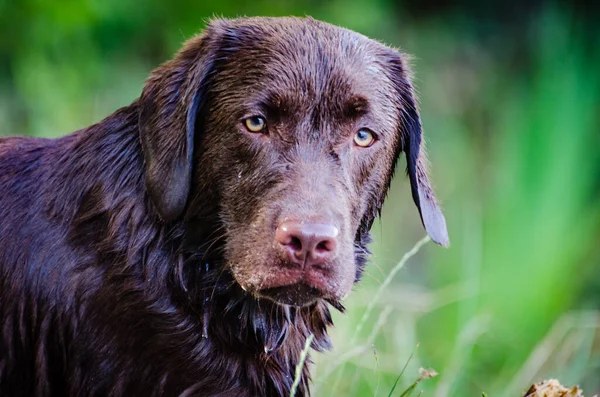 Ein Dunkelbrauner Labrador Retriever Park — Stockfoto