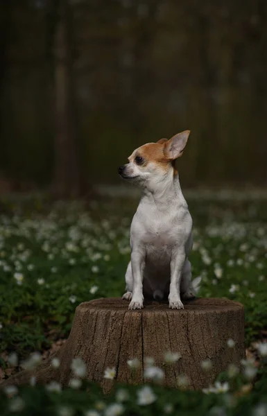 Vertikal Bild Söt Liten Chihuahua Sitter Stubben Och Tittar Sidan — Stockfoto