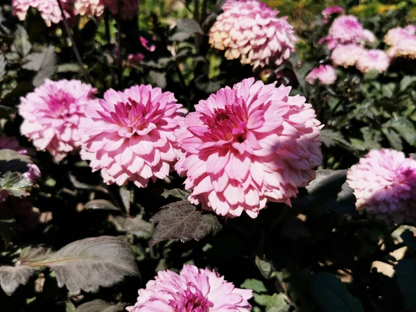 Tiro Seletivo Foco Flores Cor Rosa Florescendo Dahlia Jardim Botânico — Fotografia de Stock