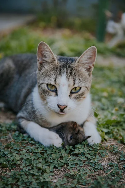 Closeup Striped Stray Cat Laying Grassy Ground Its Hunted Rat — Stock Photo, Image