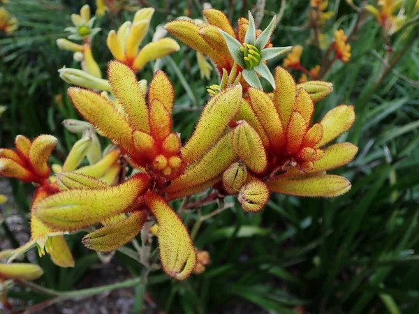 Piękny Anigozanthos Lub Kwiat Gold Velvet Ogrodzie — Zdjęcie stockowe