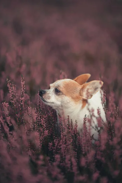 Pionowe Ujęcie Ślicznego Małego Chihuahua Pośród Purpurowych Dzikich Kwiatów Polu — Zdjęcie stockowe