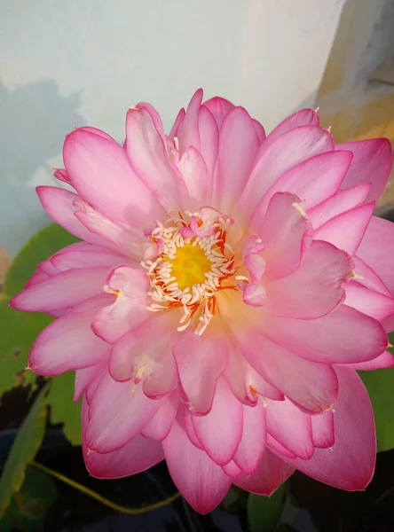 Крупним Планом Знімок Рожевих Квітів — стокове фото