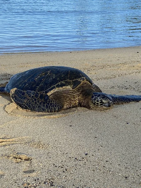 Egy Ferde Függőleges Felvétel Egy Hawaii Zöld Tengeri Teknősről Aki — Stock Fotó