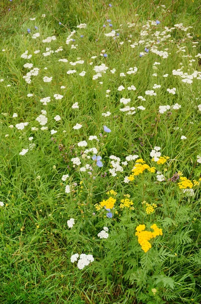 Eine Vertikale Aufnahme Von Blumen Auf Den Feldern — Stockfoto