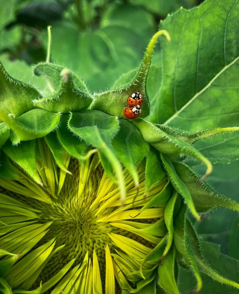 Una Macro Toma Dos Mariquitas Copulando Hoja Girasol — Foto de Stock