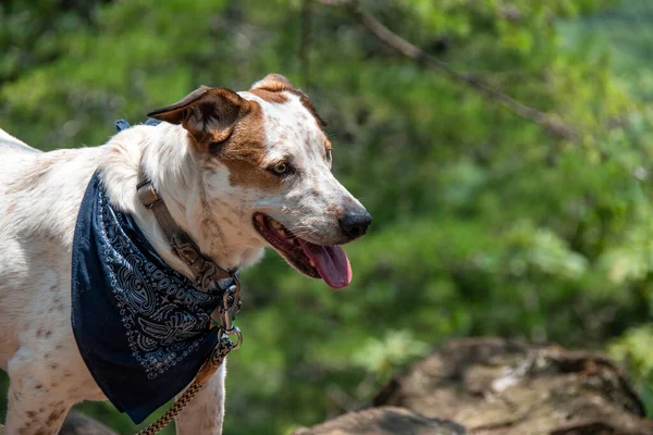 Piękny Pies Myśliwski Jack Russell Terrier Niebieską Bandaną Jako Kołnierzykiem — Zdjęcie stockowe