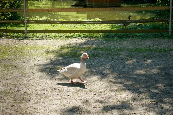 Eine Weiße Gans Einer Ländlichen Gegend — Stockfoto