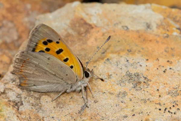 Yakından Çekilen Portakal Rengi Kelebeğin Kanatları Taşa Yapışmış — Stok fotoğraf