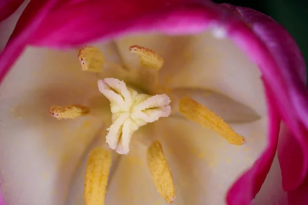 Gros Plan Une Tulipe Rose — Photo