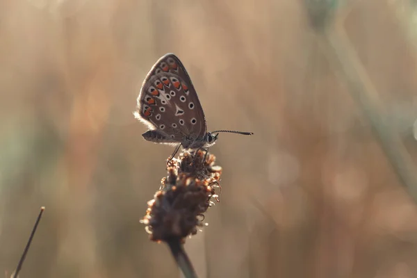Zbliżenie Ujęcie Północnobrązowego Motyla Argus Roślinie Rozmytym Tle — Zdjęcie stockowe