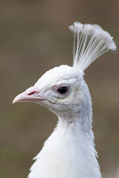 Portrét Pěkného Bílého Páva — Stock fotografie