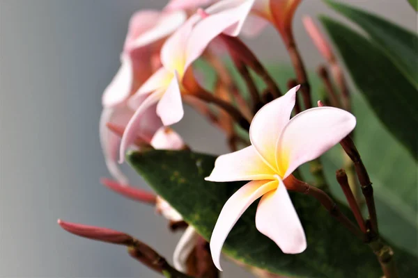 Selective Focus Shot Branch Pink Adenium Flowers — Stock Photo, Image