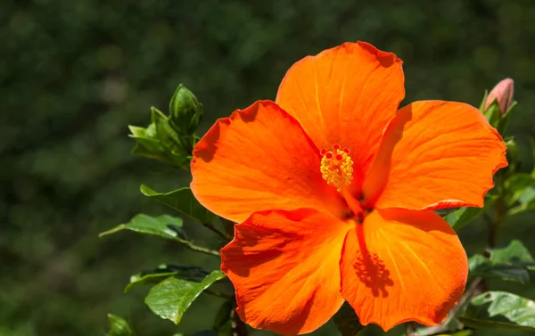 Eine Nahaufnahme Einer Blühenden Orangen Hibiskusblüte — Stockfoto